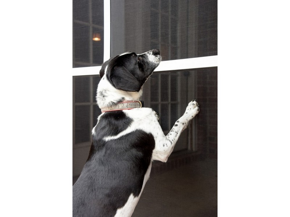 Phifer ZANZARIERA A ROTOLO IN POLIESTERE/PVC PETSCREEN MT.30,5 col.Nero maglia mm.17x10 H. cm. 76