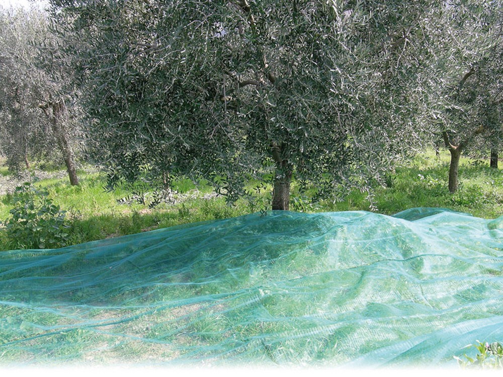 Confine RETE PER OLIVE ANTISPINE   mt. 6x10