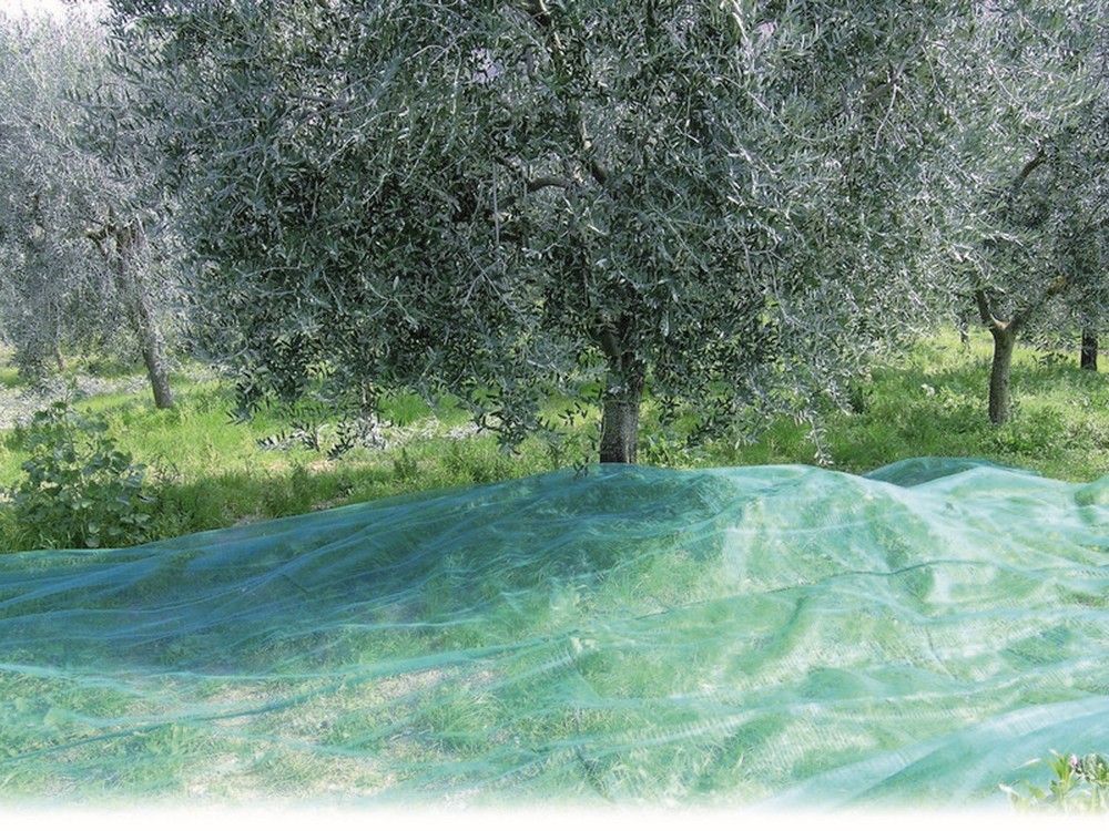 Confine RETE PER OLIVE TIPO CALABRESE (gr/mq 32) rotolo mt. 5x200