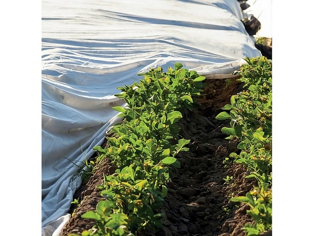 Confine TELO ANTIGELO IN TNT A ROTOLO PER SEMI E PIANTINE mt. 1,60x250